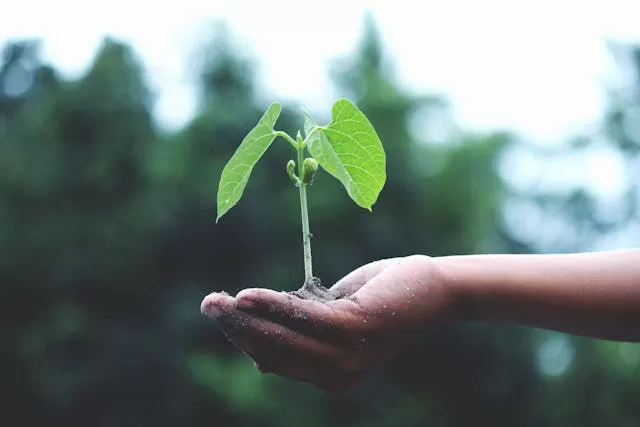 person holding a green plant ready to start a garden