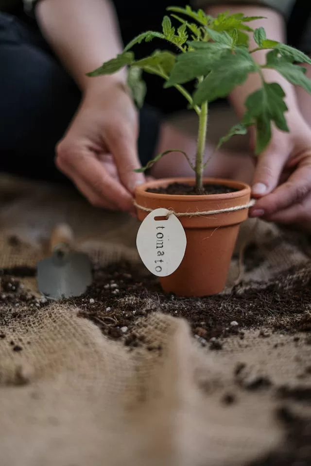 How to make your own planting soil?