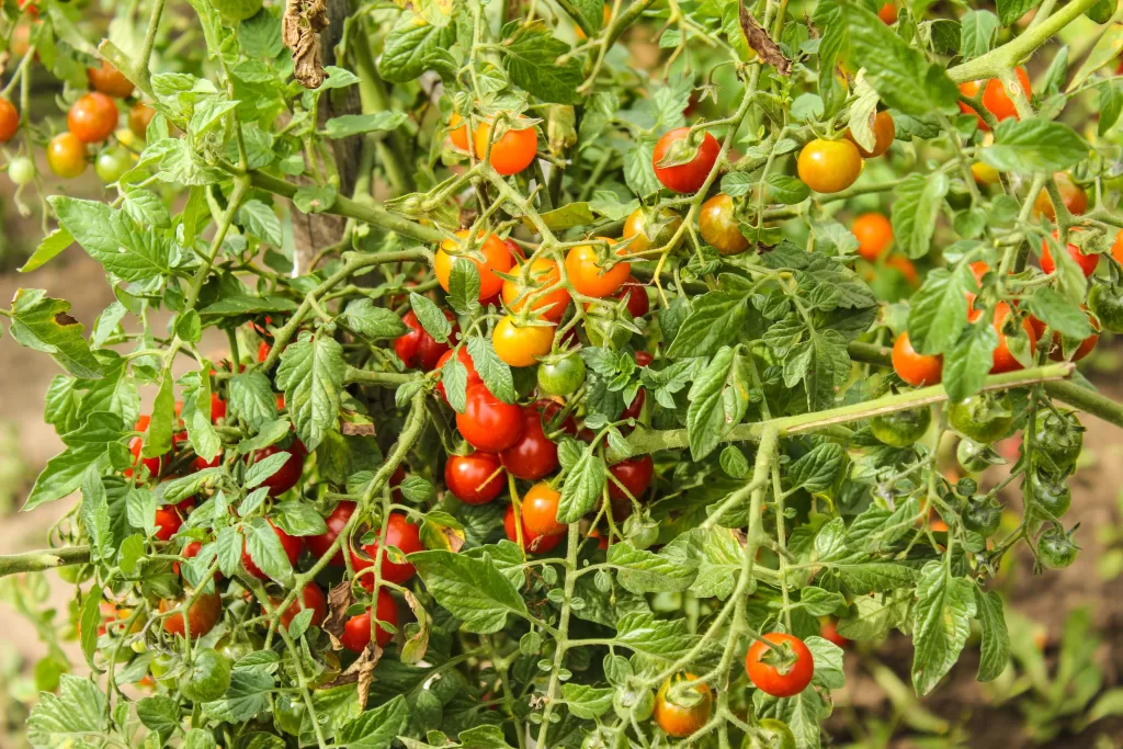 plant tomatoes and peppers together